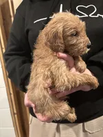 Iris, a female Goldendoodle and Poodle - Standard  for sale in Danielsville, GA – Photo 6 of 8