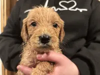 Iris, a female Goldendoodle and Poodle - Standard  for sale in Danielsville, GA – Photo 5 of 8