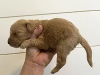 Iris, a female Goldendoodle and Poodle - Standard  for sale in Danielsville, GA – Photo 7 of 8