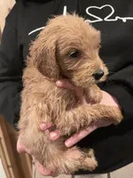 Iris, a female Goldendoodle and Poodle - Standard  for sale in Danielsville, GA – Photo 3 of 8
