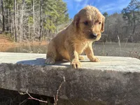 Iris, a female Goldendoodle and Poodle - Standard  for sale in Danielsville, GA – Photo 1 of 8