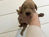 Iris, a female Goldendoodle and Poodle - Standard  for sale in Danielsville, GA – Photo 8 of 8