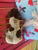 Madison, a female German Shorthaired Pointer for sale in Danielsville, GA – 7 of 7