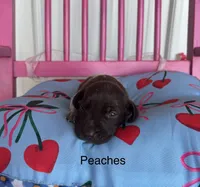 Peaches, a female German Shorthaired Pointer for sale in Danielsville, GA – 4 of 4