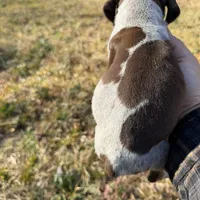 Cosmo, a male German Shorthaired Pointer for sale in Danielsville, GA – Photo 1 of 4