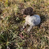 Cosmo, a male German Shorthaired Pointer for sale in Danielsville, GA – Photo 2 of 4