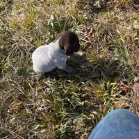 Cosmo, a male German Shorthaired Pointer for sale in Danielsville, GA – Photo 4 of 4