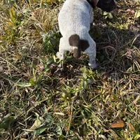Cosmo, a male German Shorthaired Pointer for sale in Danielsville, GA – Photo 3 of 4