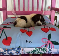 Red, a male German Shorthaired Pointer for sale in Danielsville, GA – 3 of 4