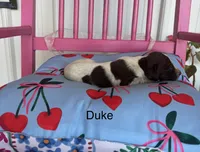 Duke, a male German Shorthaired Pointer for sale in Danielsville, GA – 4 of 4