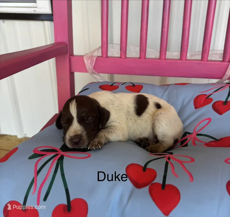 Duke – German Shorthaired Pointer puppy for sale in Danielsville, GA