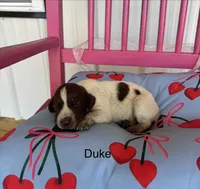 Duke, a male German Shorthaired Pointer for sale in Danielsville, GA – 1 of 4