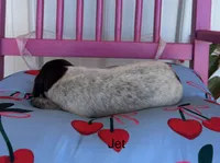 Jet, a male German Shorthaired Pointer for sale in Danielsville, GA – 2 of 4