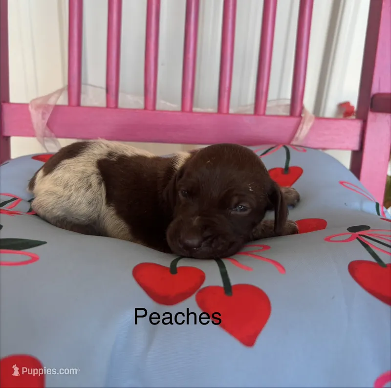 Peaches – German Shorthaired Pointer puppy for sale in Danielsville, GA