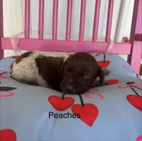 Peaches, a female German Shorthaired Pointer for sale in Danielsville, GA – 1 of 4