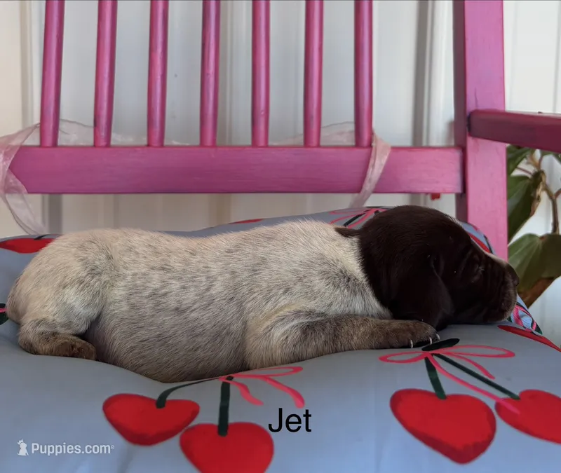 Jet – German Shorthaired Pointer puppy for sale in Danielsville, GA