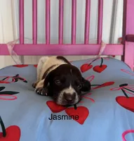 Jasmine , a female German Shorthaired Pointer for sale in Danielsville, GA – 4 of 4