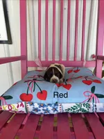 Red, a male German Shorthaired Pointer for sale in Danielsville, GA – 4 of 4