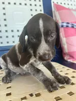 Fred, a male German Shorthaired Pointer for sale in Danielsville, GA – 1 of 7