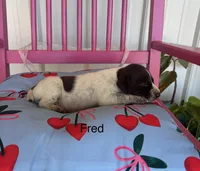 Fred, a male German Shorthaired Pointer for sale in Danielsville, GA – 4 of 4