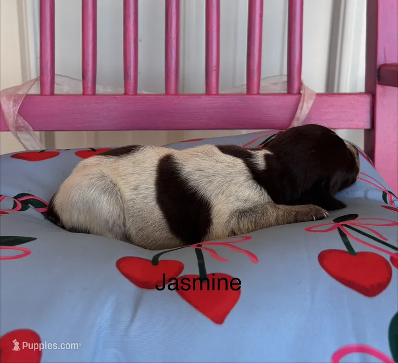 Jasmine  – German Shorthaired Pointer puppy for sale in Danielsville, GA