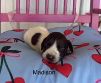 Madison, a female German Shorthaired Pointer for sale in Danielsville, GA – 3 of 4