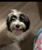 processed/7dbe72cb-2ca5-4aff-a4f4-f1bb3e33f152/listing/b7e05235-ff74-463b-85e7-10f41154ae84/3b33529d-e663-46de-98fc-f85f878b23f7