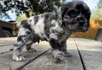 Remy, a male Cocker Spaniel for sale in Aloha, OR – 3 of 4