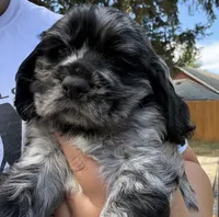 Remy, a male Cocker Spaniel for sale in Aloha, OR – 2 of 4