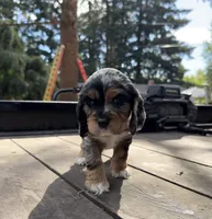Kida, a female Cocker Spaniel for sale in Aloha, OR – 2 of 5