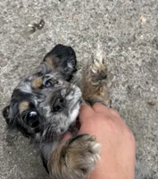 Raya, a female Cocker Spaniel for sale in Beaverton, OR – 6 of 6