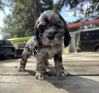 Raya, a female Cocker Spaniel for sale in Aloha, OR – 3 of 5