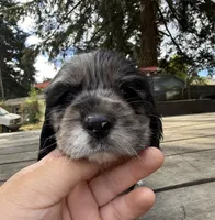 Nala, a female Cocker Spaniel for sale in Aloha, OR – 2 of 4