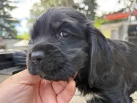 Gus, a male Cocker Spaniel for sale in Aloha, OR – 1 of 4
