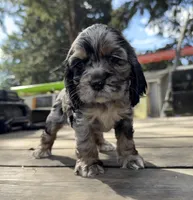 Raya, a female Cocker Spaniel for sale in Aloha, OR – 2 of 5