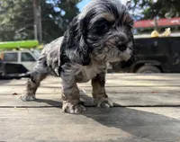 Raya, a female Cocker Spaniel for sale in Aloha, OR – 4 of 5