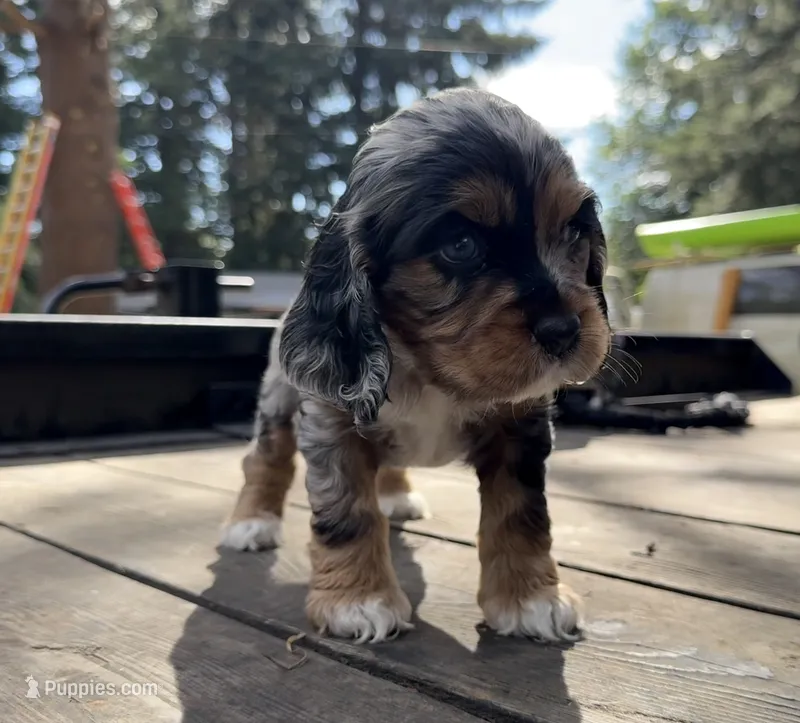 Kida – Cocker Spaniel puppy for sale in Aloha, OR