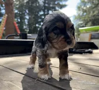 Kida, a female Cocker Spaniel for sale in Aloha, OR – 1 of 5