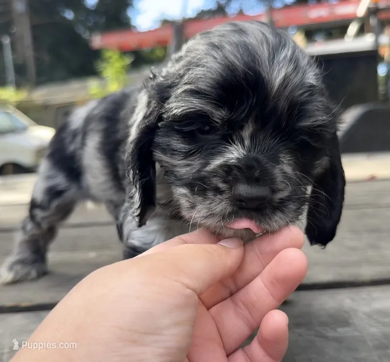 Remy – Cocker Spaniel puppy for sale in Aloha, OR