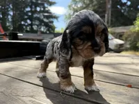 Kida, a female Cocker Spaniel for sale in Aloha, OR – 5 of 5