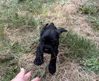 Gus, a male Cocker Spaniel for sale in Aloha, OR – 4 of 4