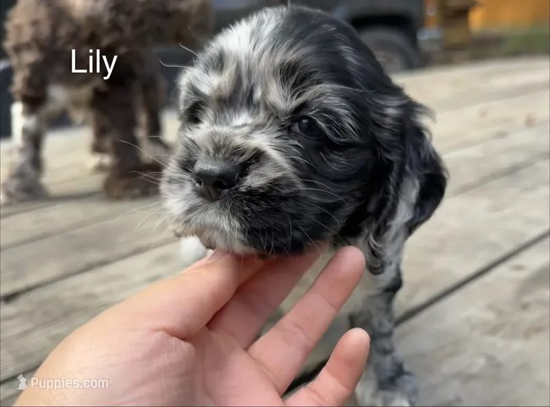 Lily – Cocker Spaniel puppy for sale in Aloha, OR
