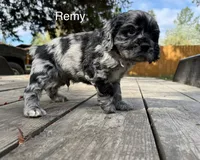 Remy, a male Cocker Spaniel for sale in Aloha, OR – 4 of 4