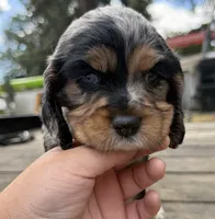 Kida, a female Cocker Spaniel for sale in Aloha, OR – 3 of 5