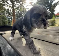 Nala, a female Cocker Spaniel for sale in Aloha, OR – 4 of 4