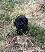 Gus, a male Cocker Spaniel for sale in Aloha, OR – 3 of 4