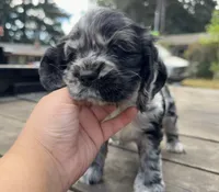 Lily, a female Cocker Spaniel for sale in Aloha, OR – 4 of 5