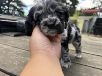 Lily, a female Cocker Spaniel for sale in Aloha, OR – 5 of 5