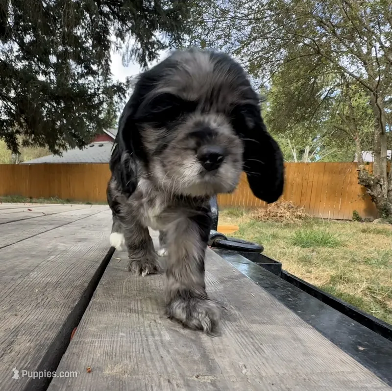 Nala – Cocker Spaniel puppy for sale in Aloha, OR