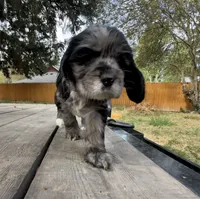 Nala, a female Cocker Spaniel for sale in Aloha, OR – 1 of 4